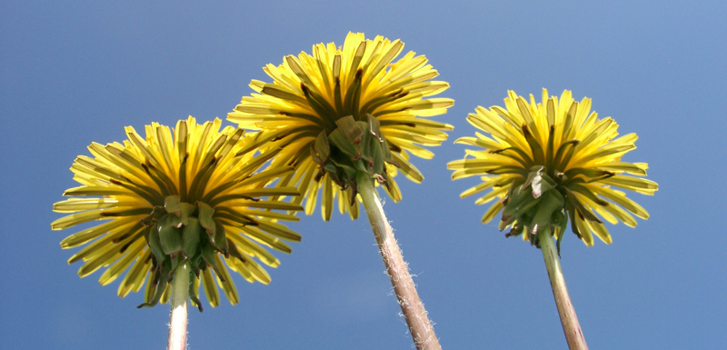 dandelion