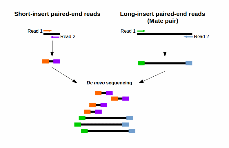 Mate pair sequencing. Paired read sequencing. Sequencing reads. Mate pair reads. Long pair