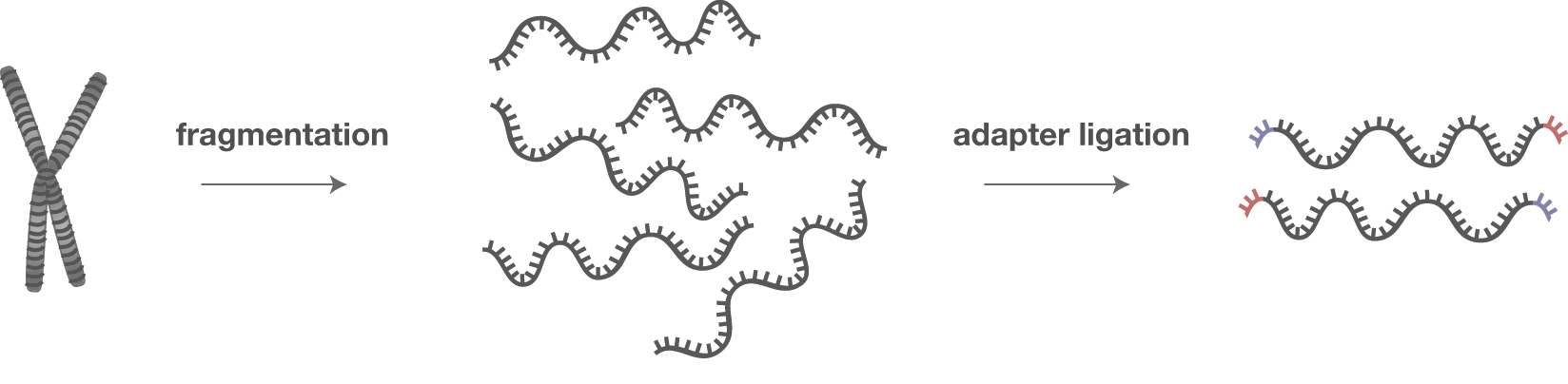 hjemme befolkning Lav en snemand Trimming adapter sequences - is it necessary?