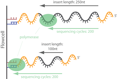 hjemme befolkning Lav en snemand Trimming adapter sequences - is it necessary?